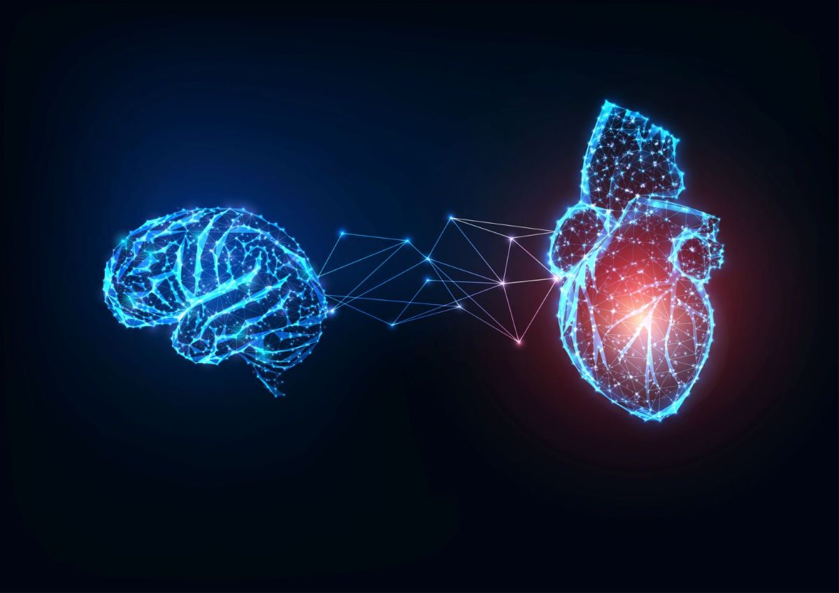 La función del corazón y del cerebro